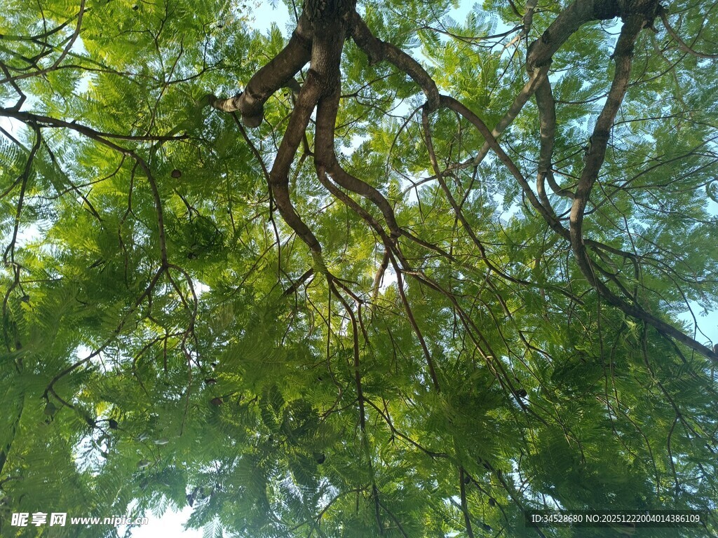 繁茂枝叶下的光影世界