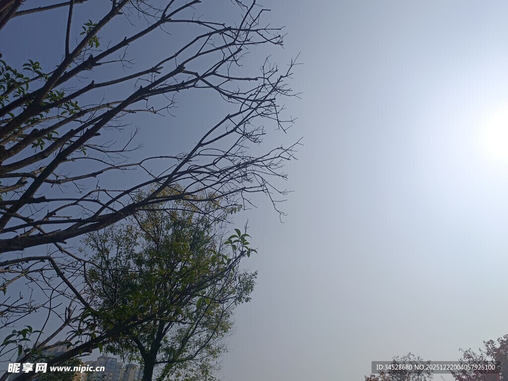 阳光下的光秃树枝与绿树