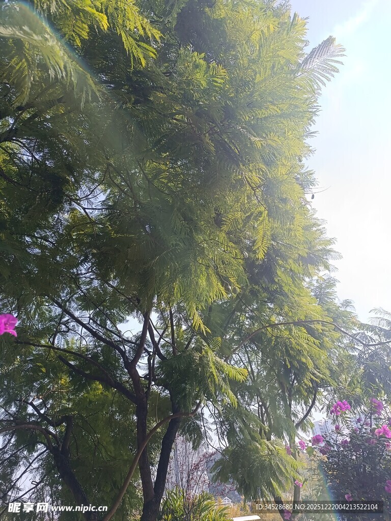 阳光下的绿树繁花