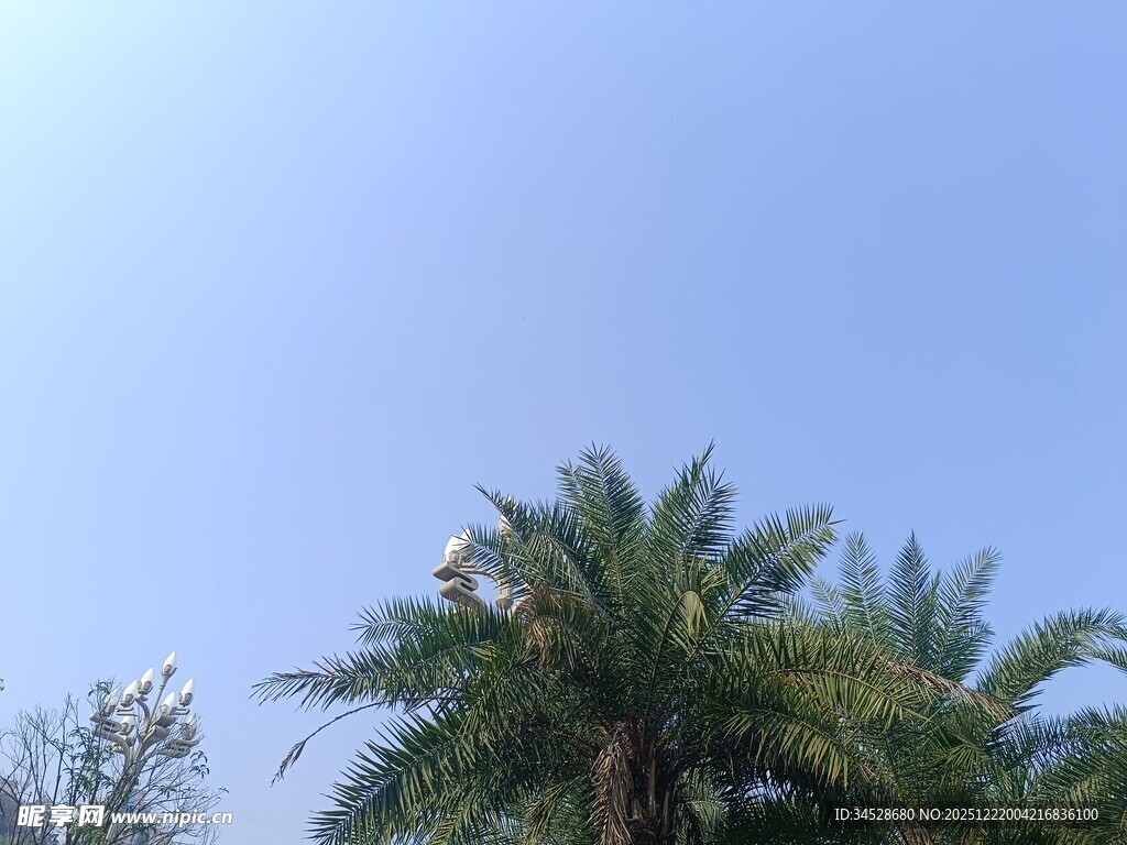 蓝天映衬下的棕榈树