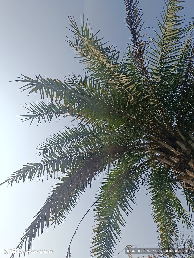 阳光下的棕榈树