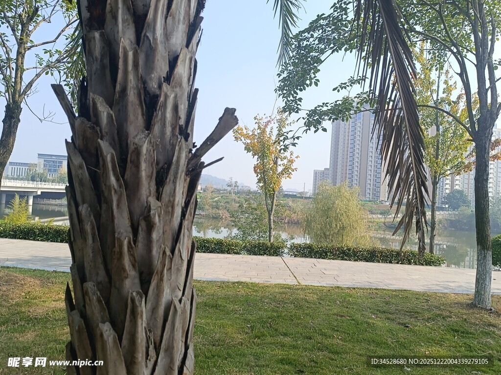 树干旁的城市公园景致