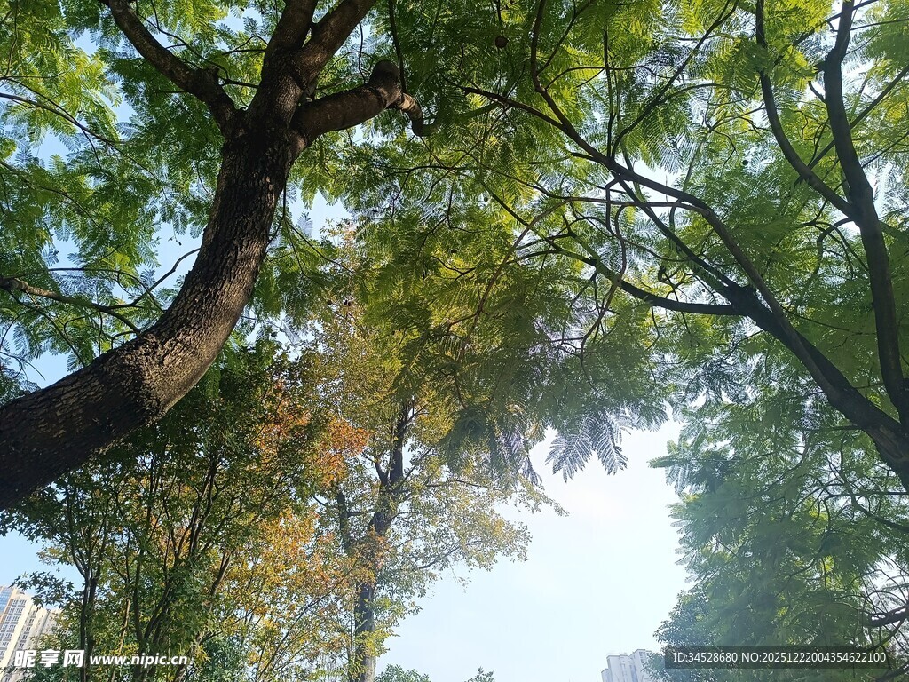 秋日繁茂大树枝叶景观