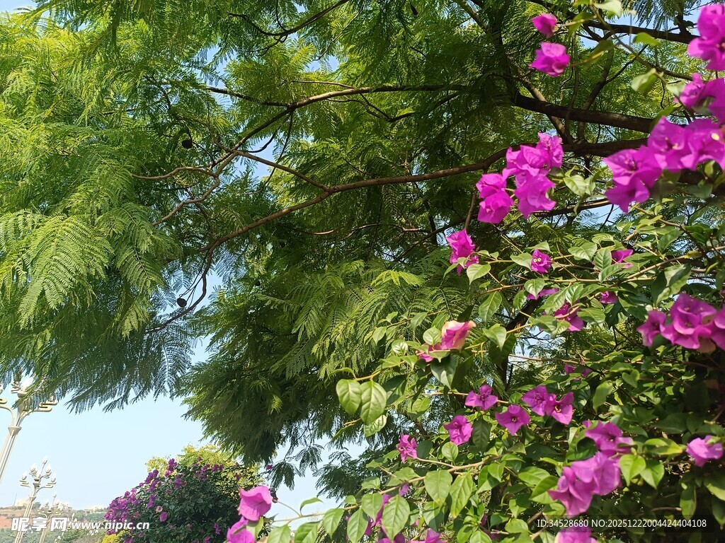 绿叶繁花的美丽景致