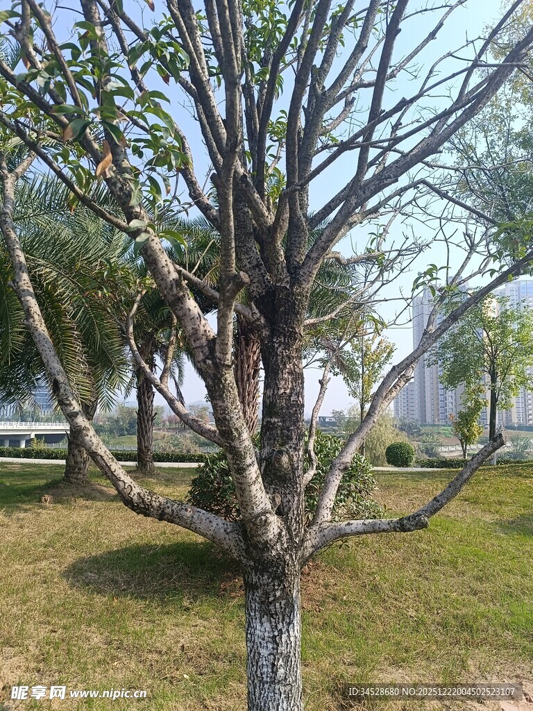 光秃树木立于草地间