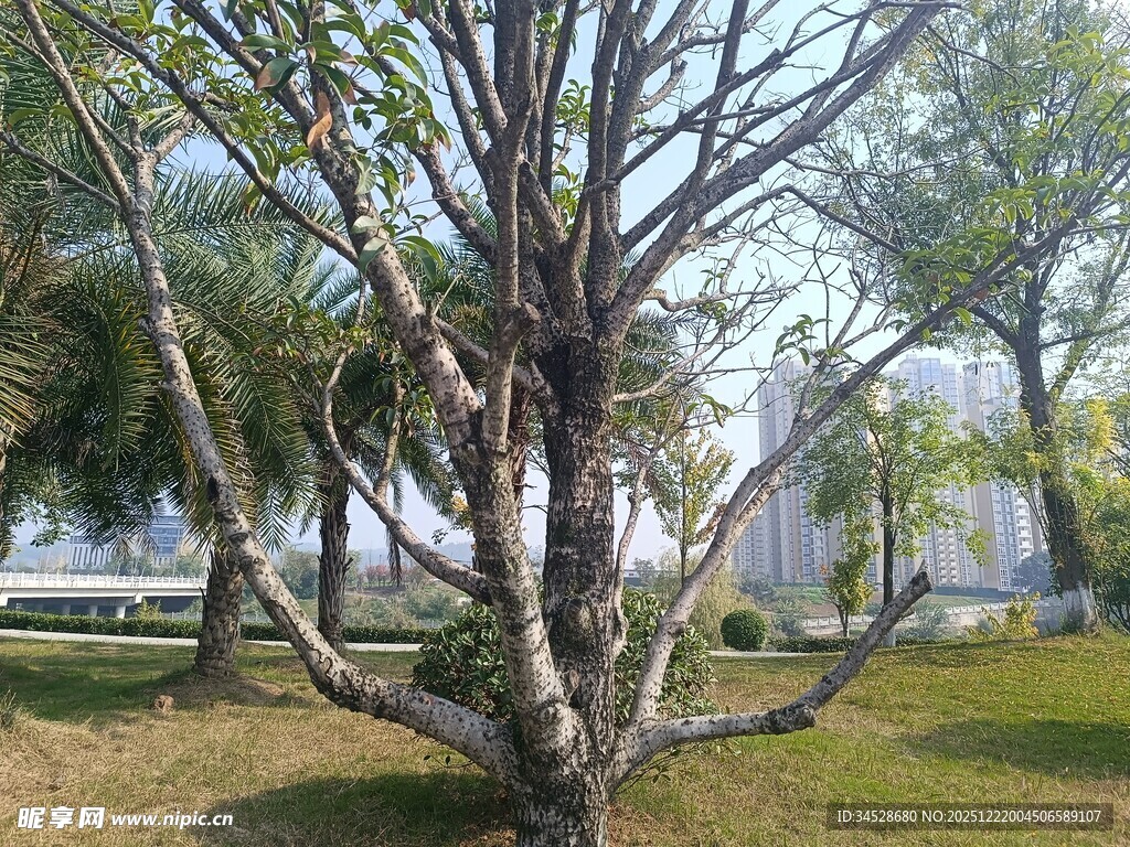 公园内光秃树木景观