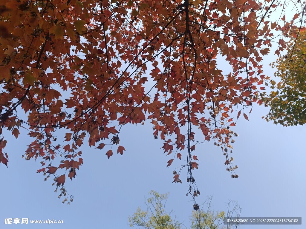 秋日红叶映蓝天
