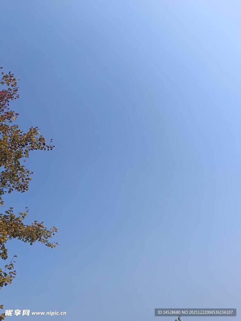 蓝天映衬下的枝叶