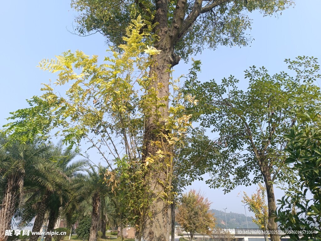 秋日林间树木景致