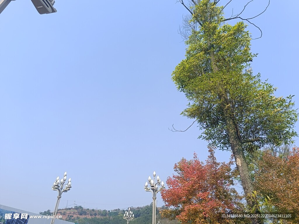 秋日户外树木蓝天景致