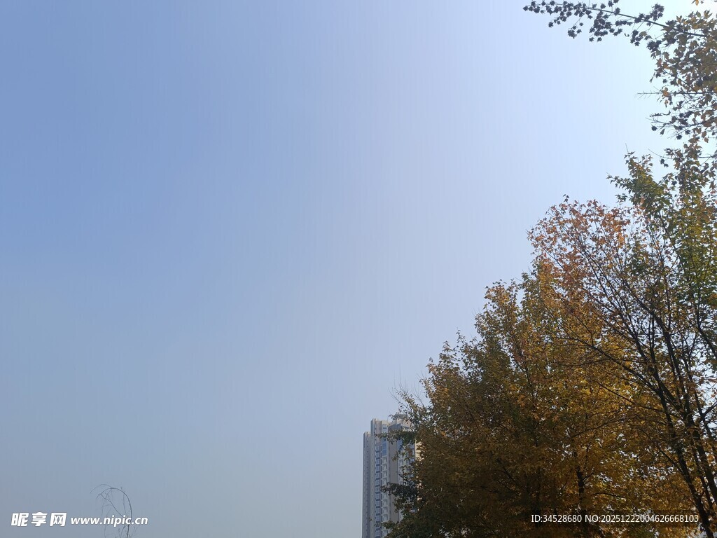 秋日蓝天旁的金黄树木