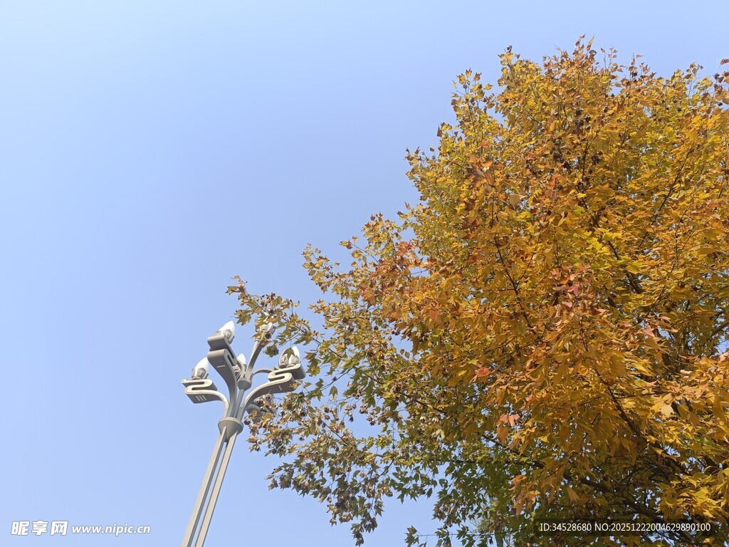 秋日路灯旁的金黄树木