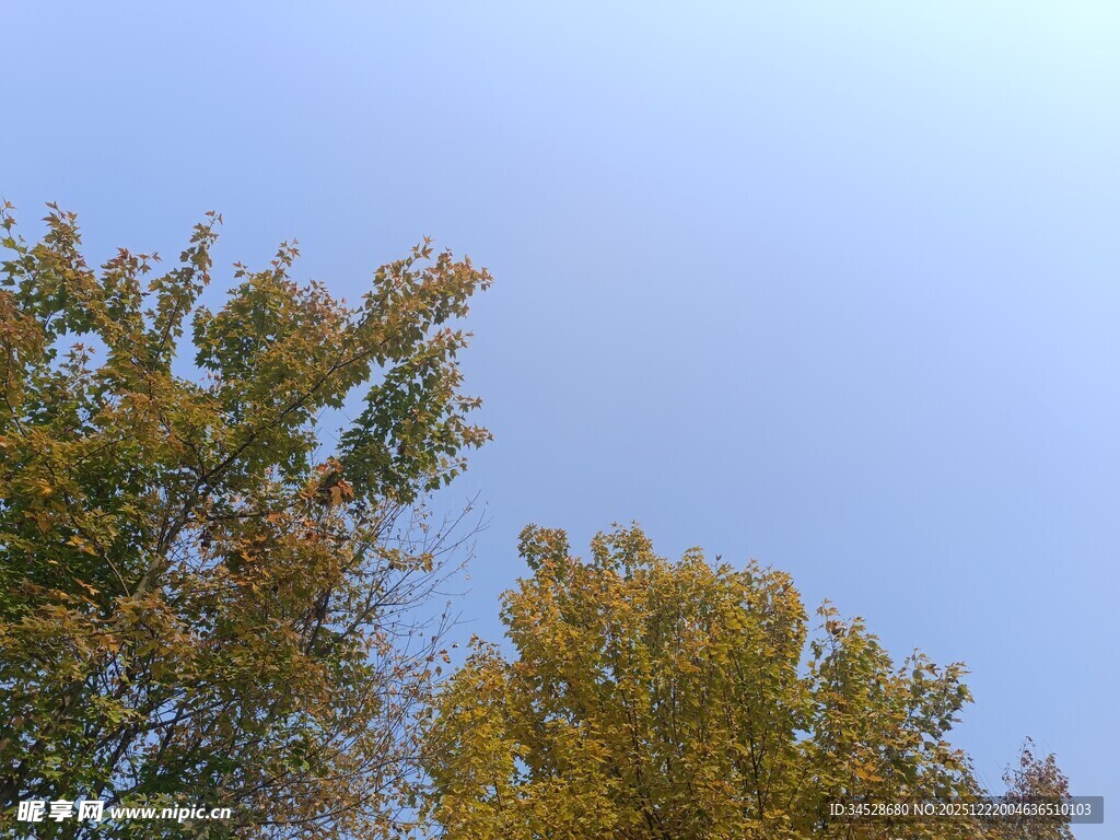 秋日树梢上的蓝天景致