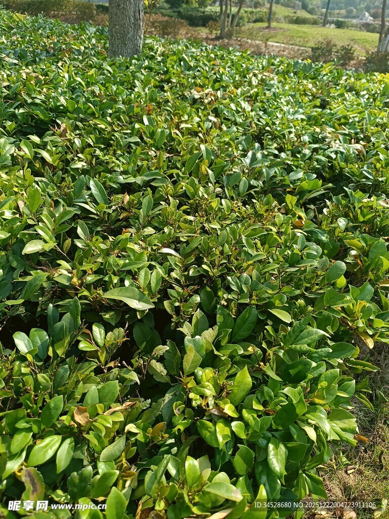 翠绿茶园