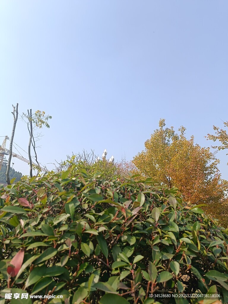 秋日绿植景观