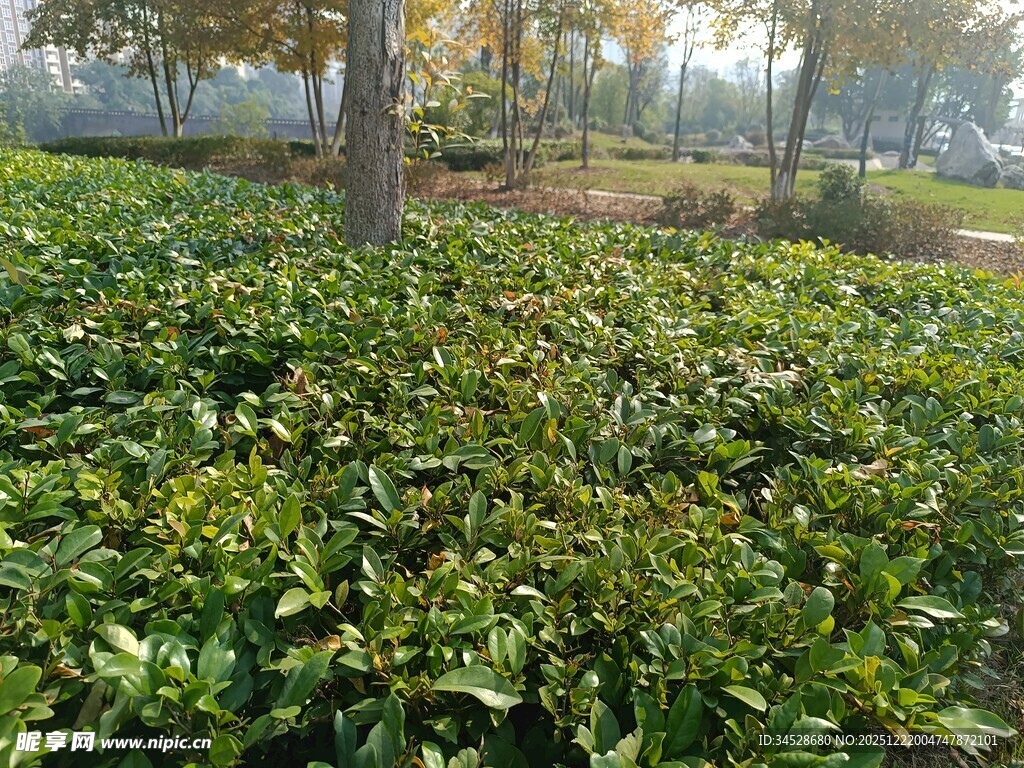绿意盎然的林下植物景观