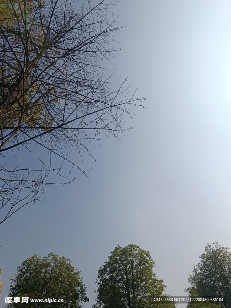 树梢间的晴朗天空