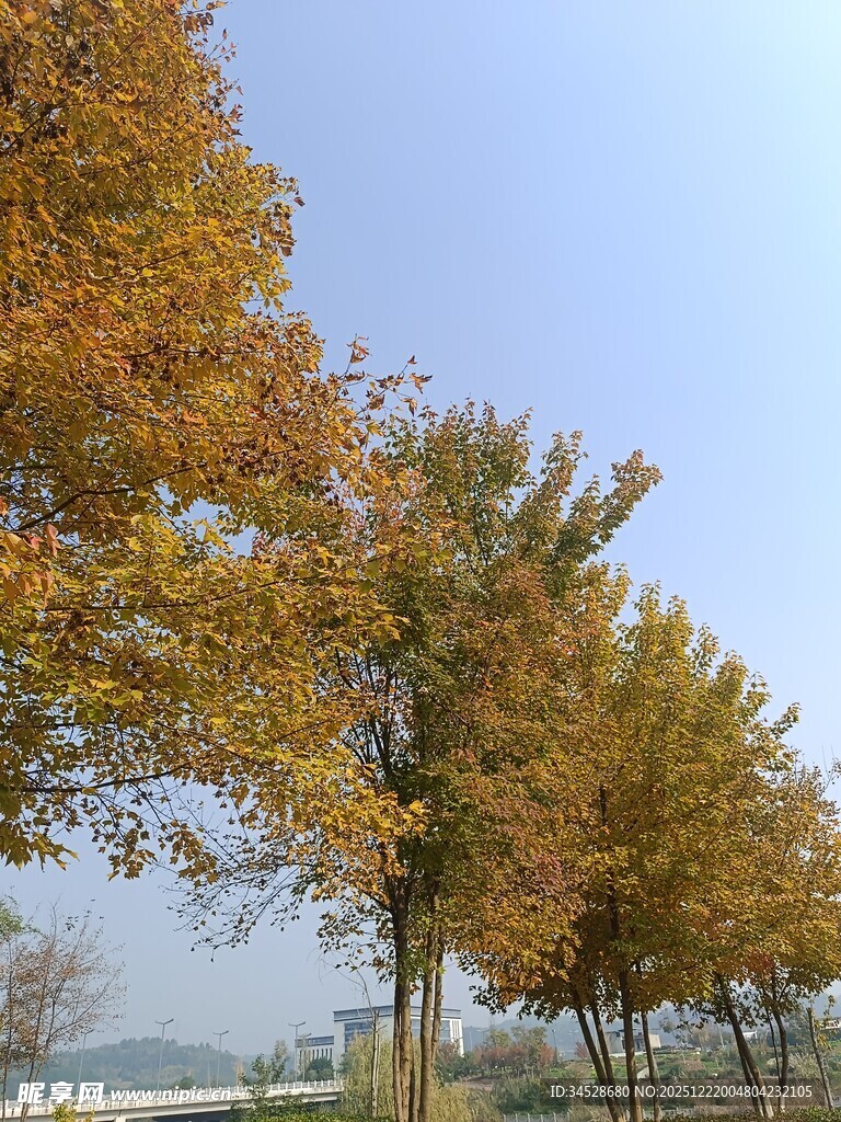 秋日金黄树木风景