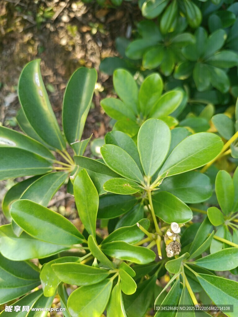 翠绿叶片的蓬勃植物