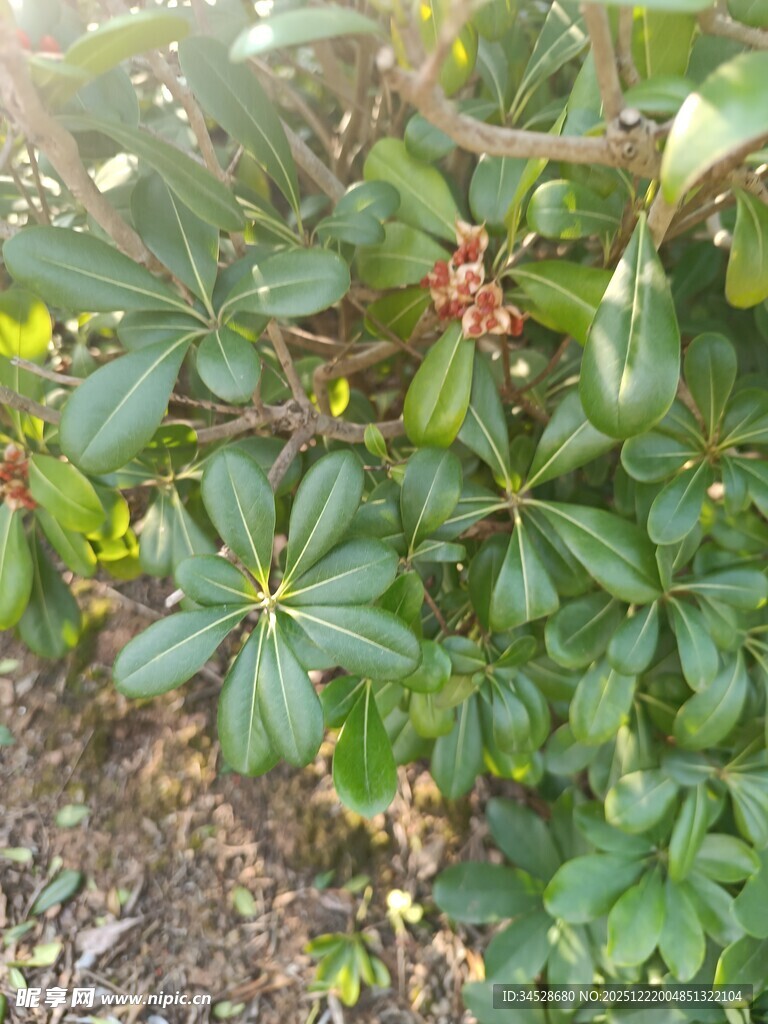 绿叶间的娇艳花朵