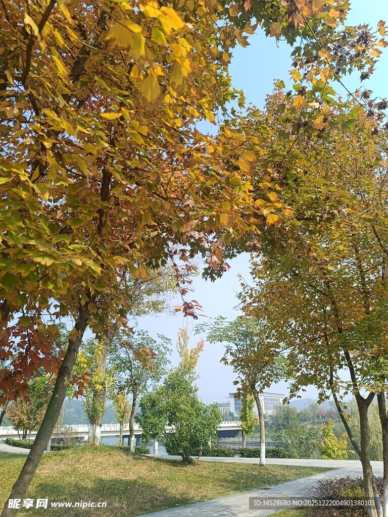 秋日公园林荫美景