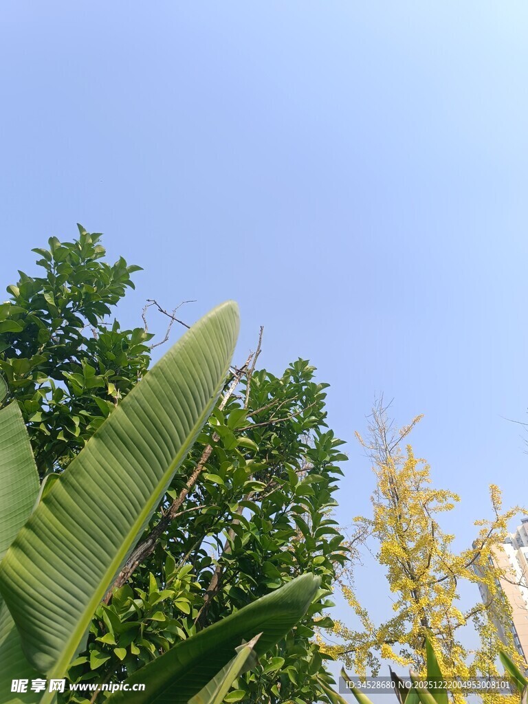 蓝天绿叶间的自然景致