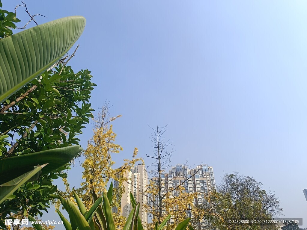户外绿植蓝天风景