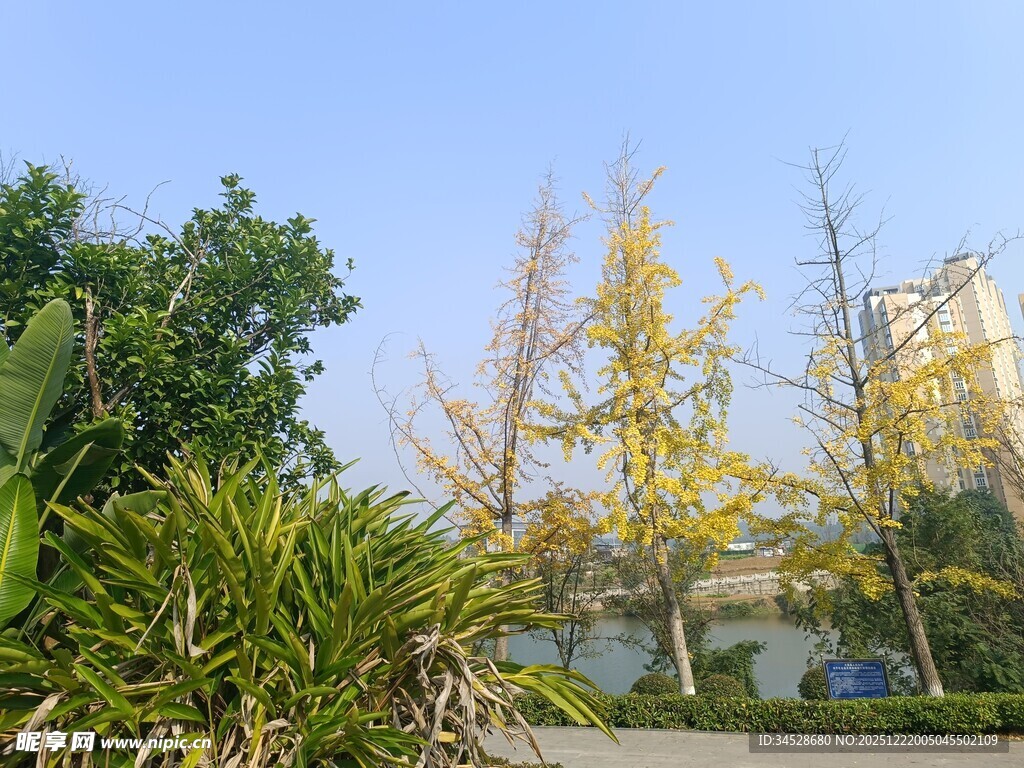 秋日路旁金黄银杏与绿植