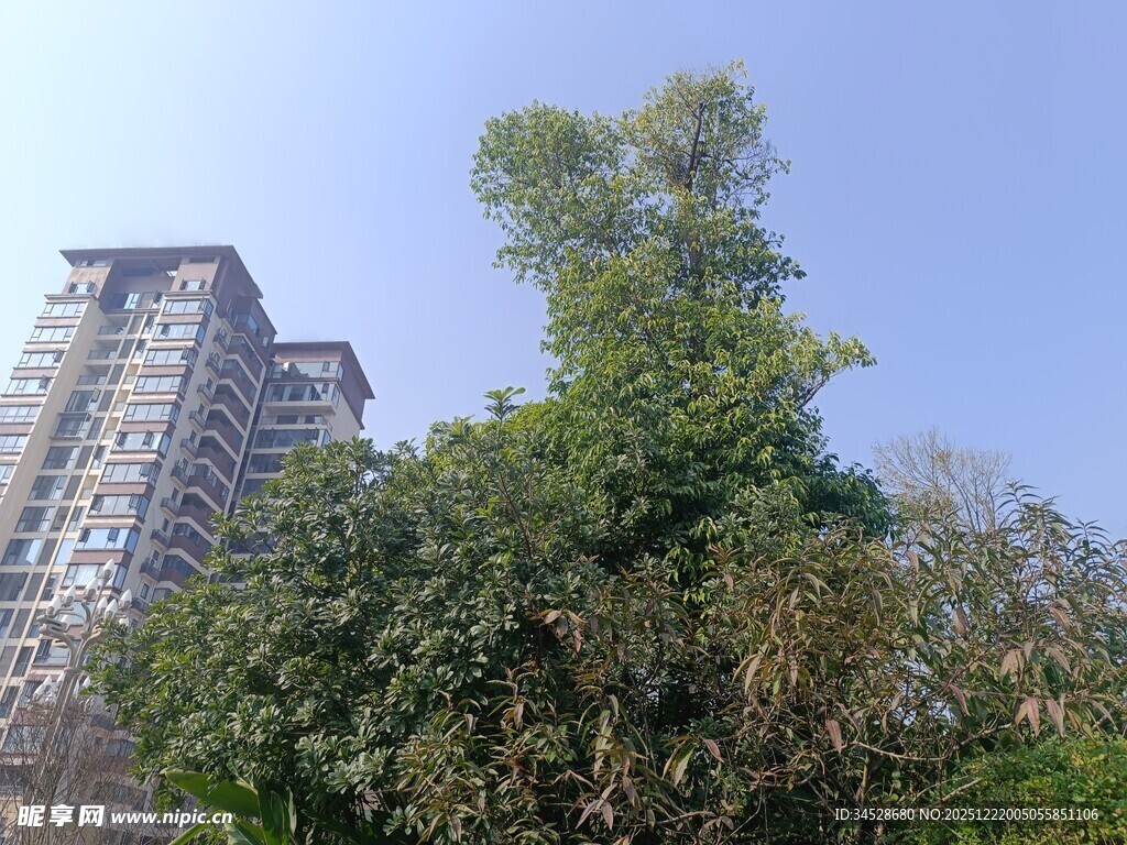 高楼旁的葱郁绿植