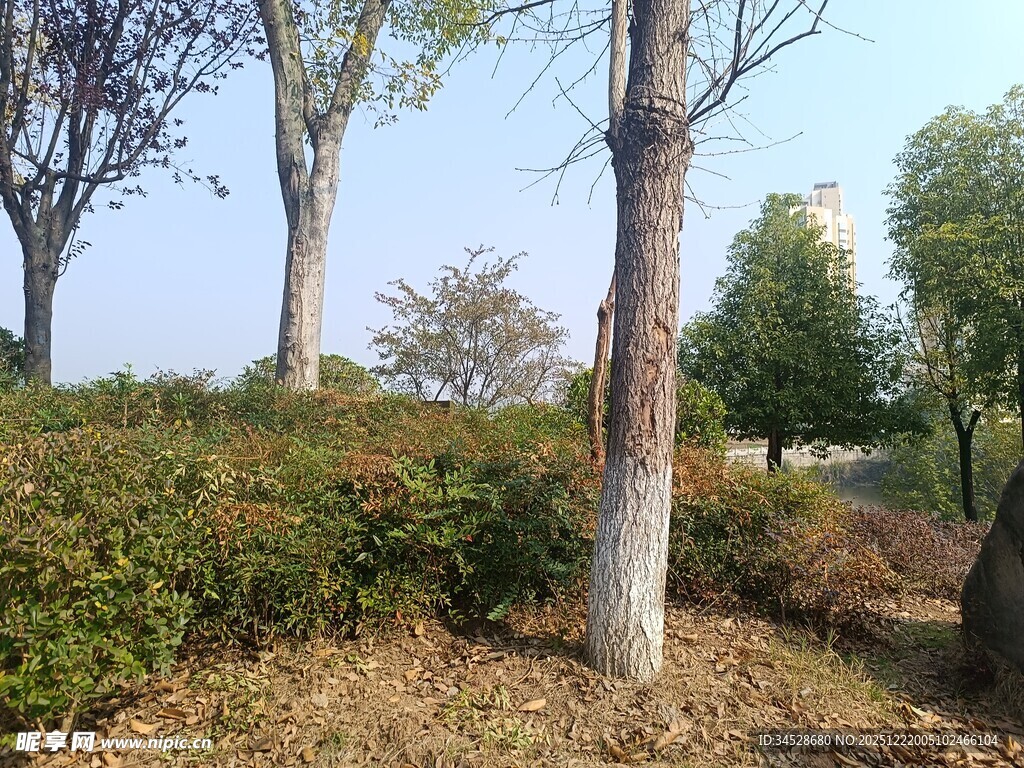 秋日郊野树木绿植景观