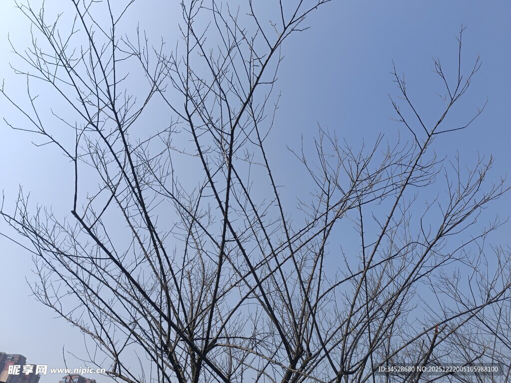 冬日光秃树枝与蓝天