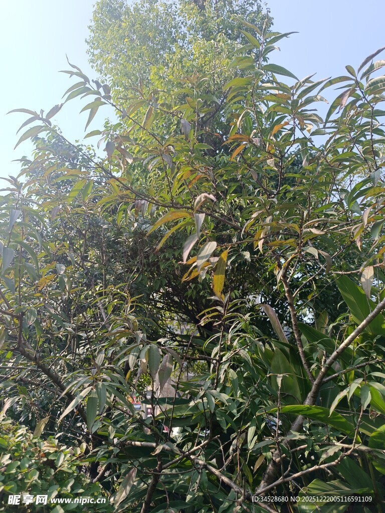 阳光下的繁茂绿植