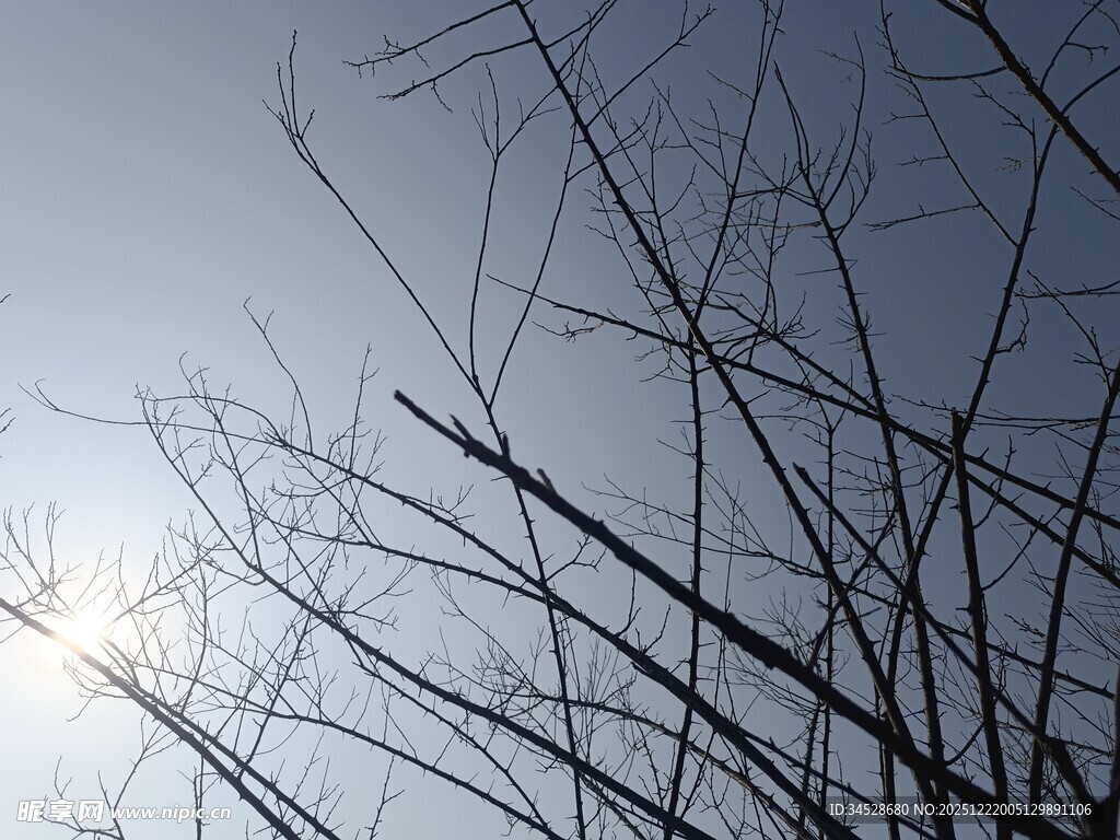 冬日树枝与朦胧日光