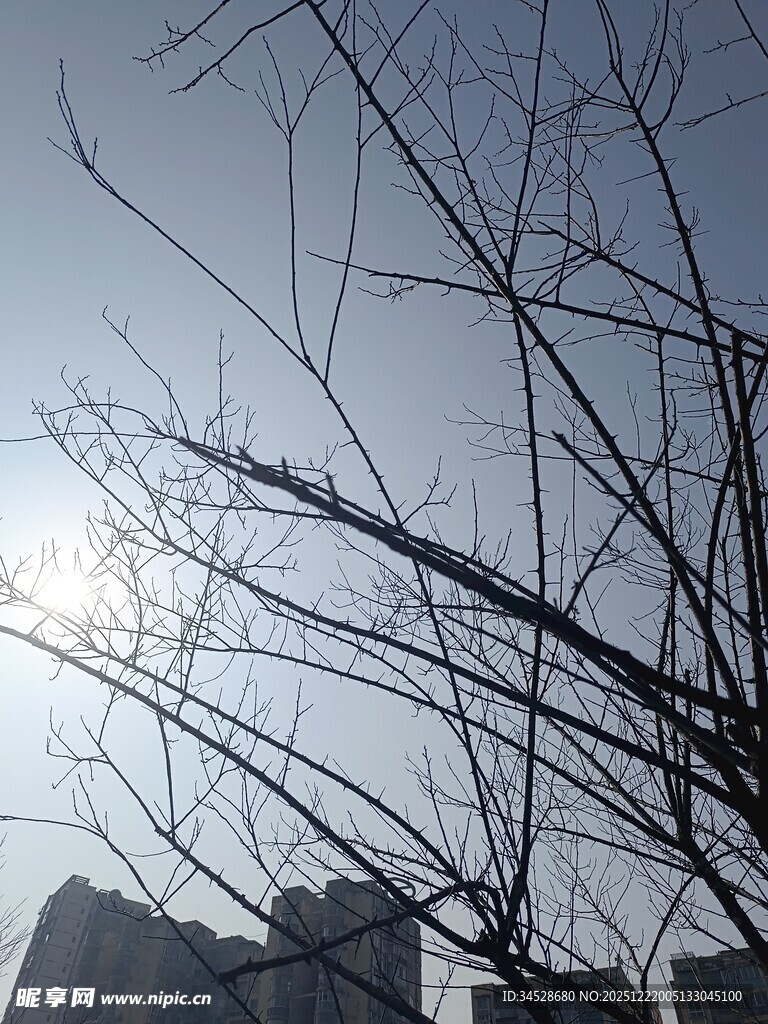 冬日枯树与远处建筑