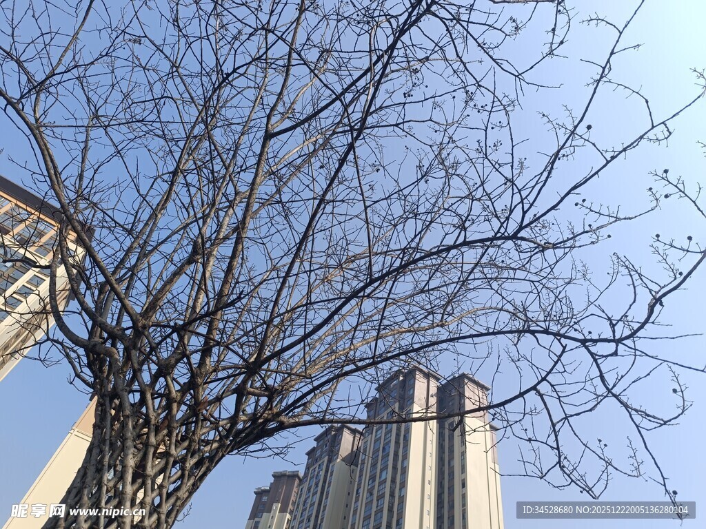 冬日枯树与高楼景象