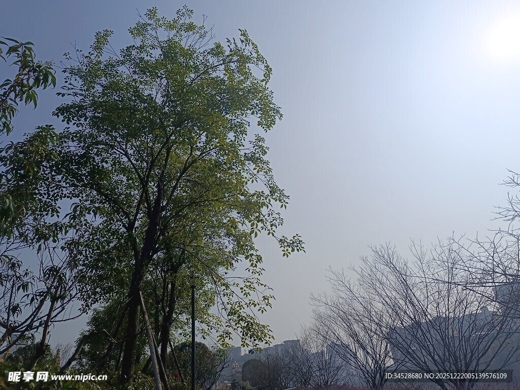 阳光下的绿树与朦胧远景