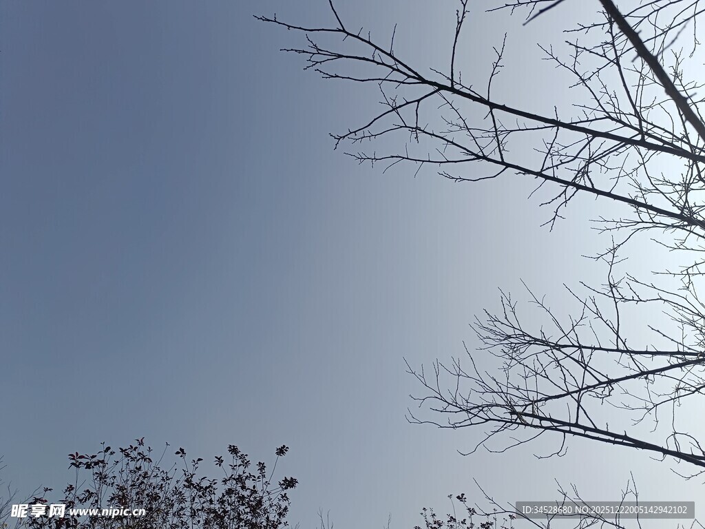 冬日枯树与澄澈天空