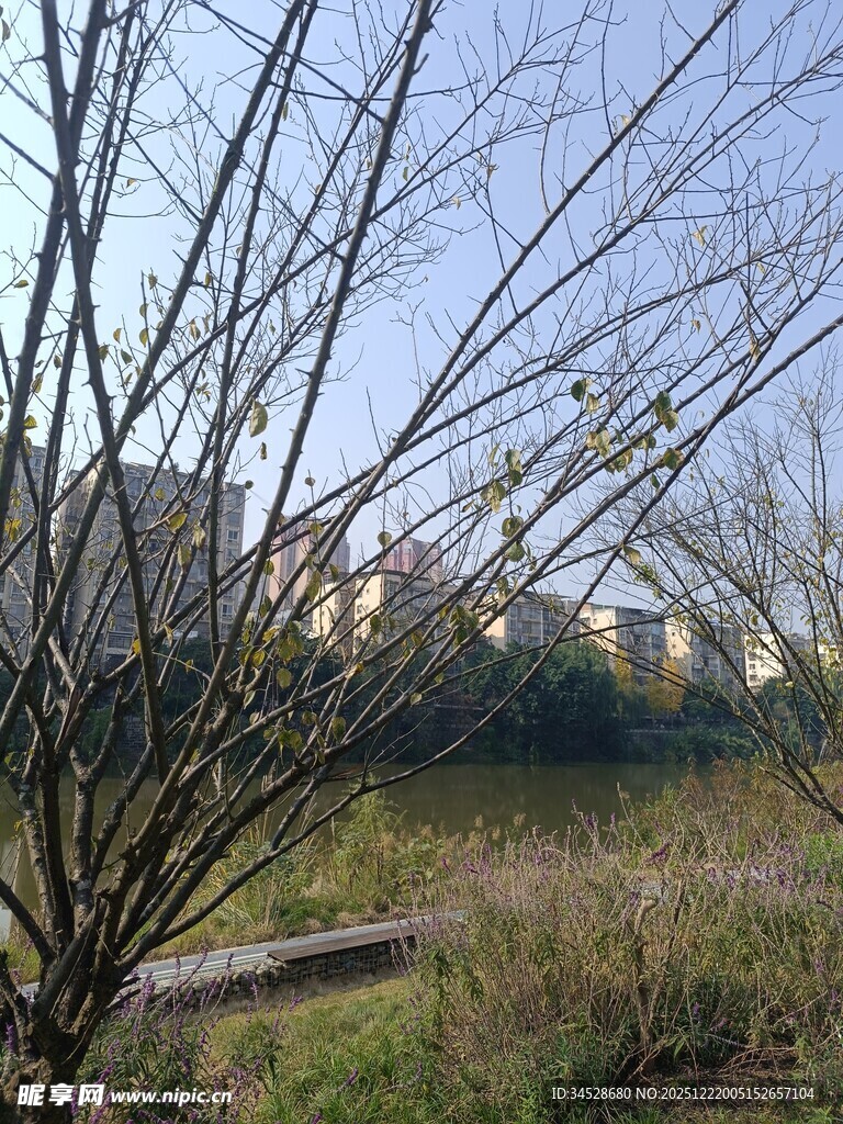 冬日枯树旁的开阔景象