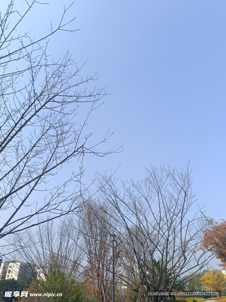 冬日萧瑟树林景象