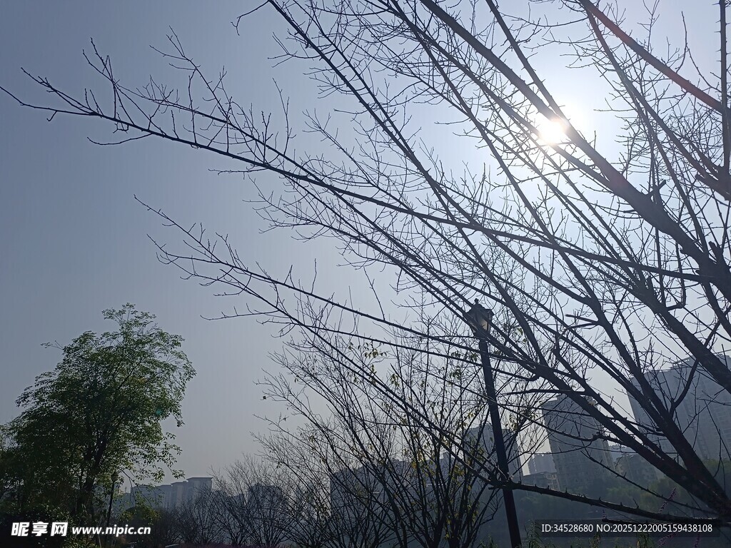 冬日树枝间的暖阳景象