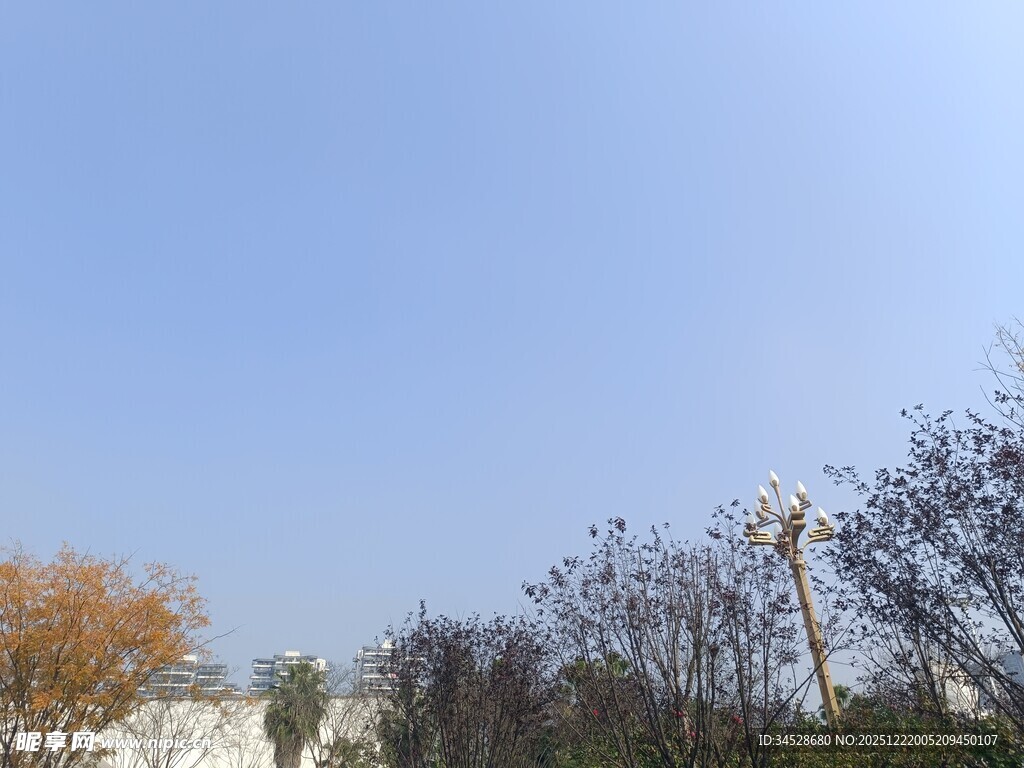 秋日蓝天旁的树木景致