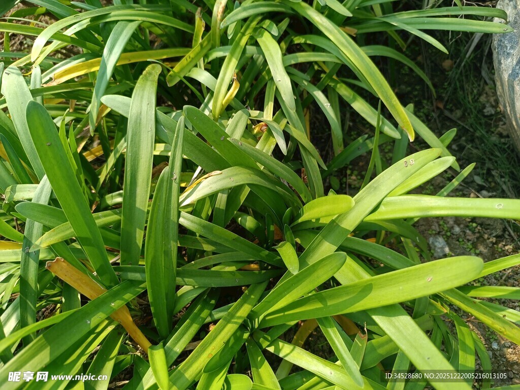 翠绿繁茂的热带观叶植物