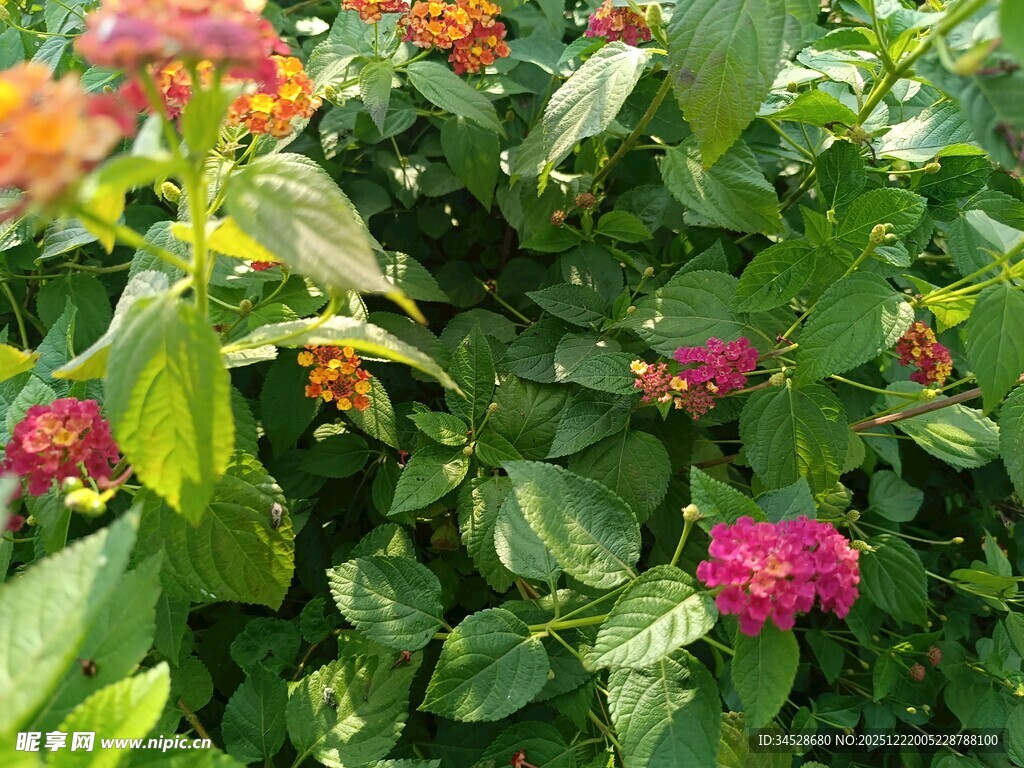 多彩绽放的娇艳花卉