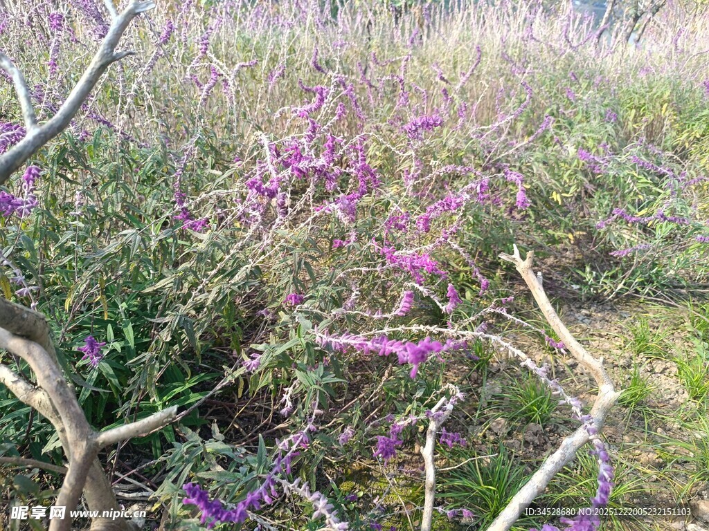 野外紫色花丛与枯枝干