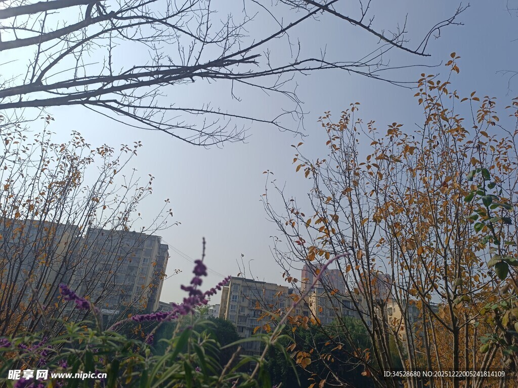 户外植物与远处建筑景观