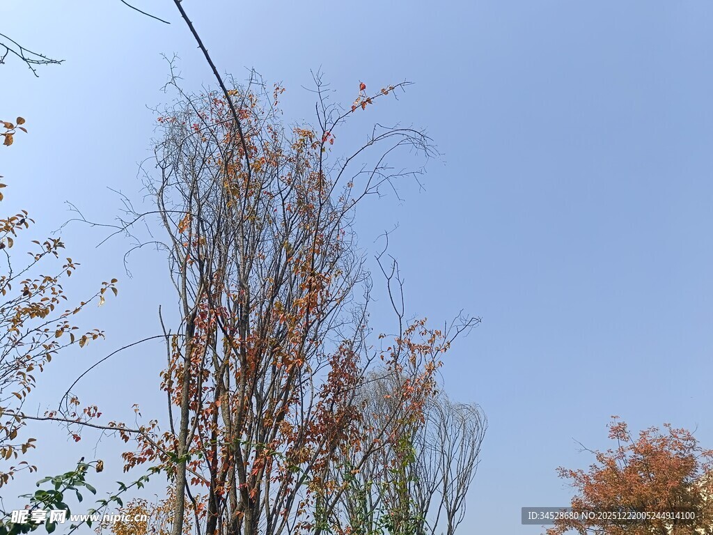 秋日枯树蓝天景致