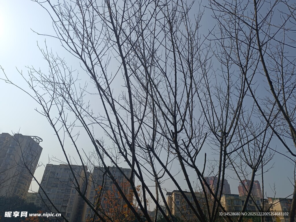 冬日枯树与远处建筑景观