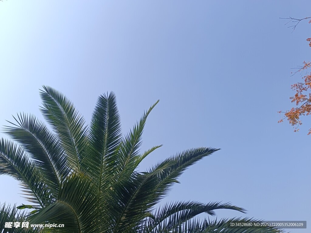 蓝天映衬下的棕榈树