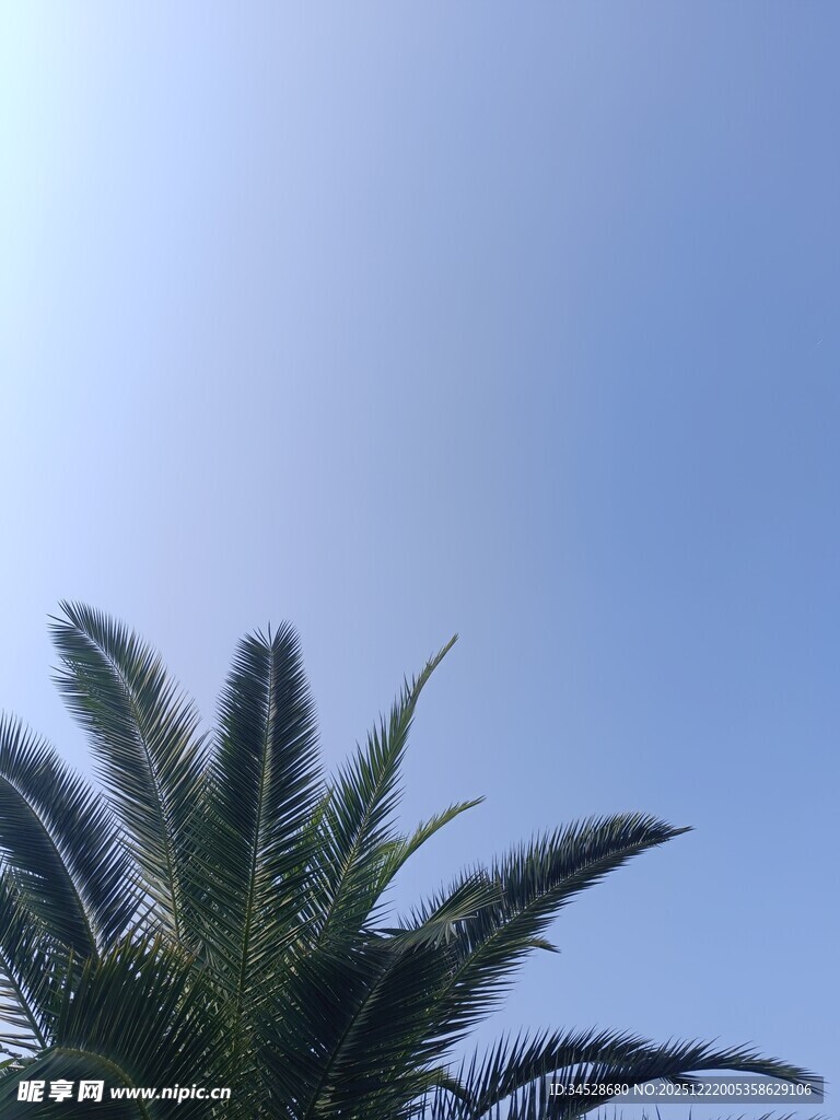 蓝天映衬下的棕榈树顶
