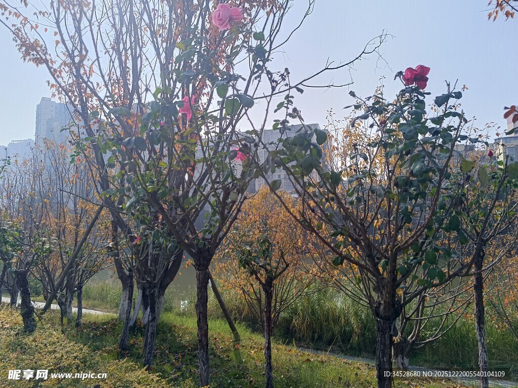 秋日公园繁花绿树景致